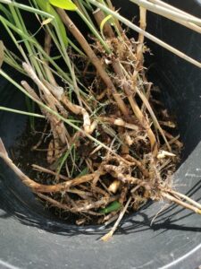 Rhizomes transplanted from an existing constructed wetland WWTP