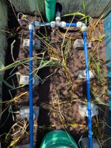 Left: Phragmites australis rhizomes arranged across the filter bed